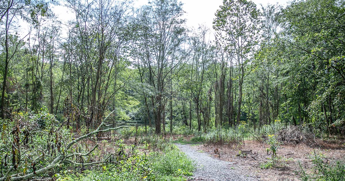 photo of forest