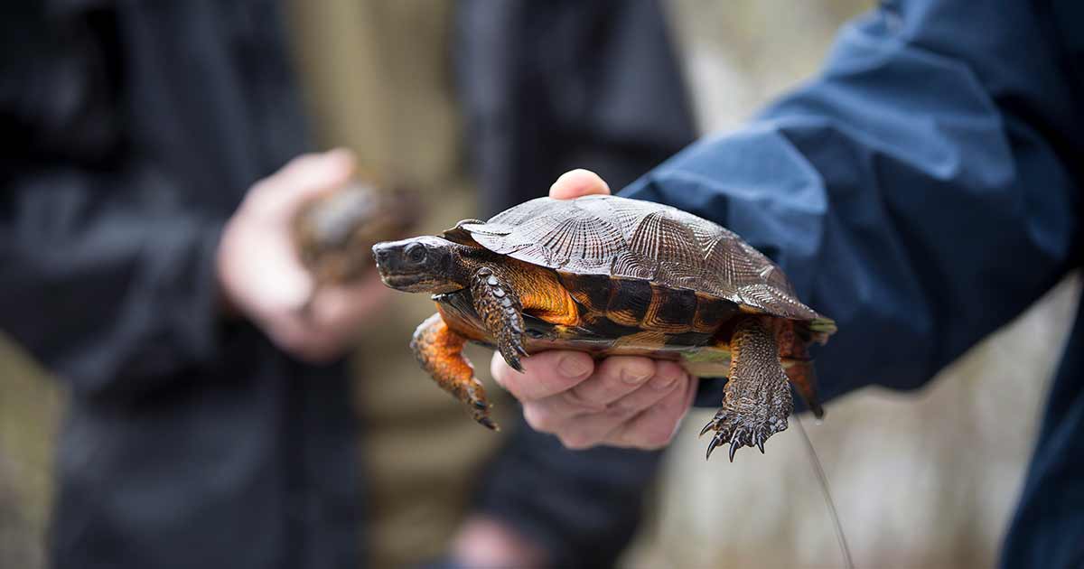 turtle research at Juniata College
