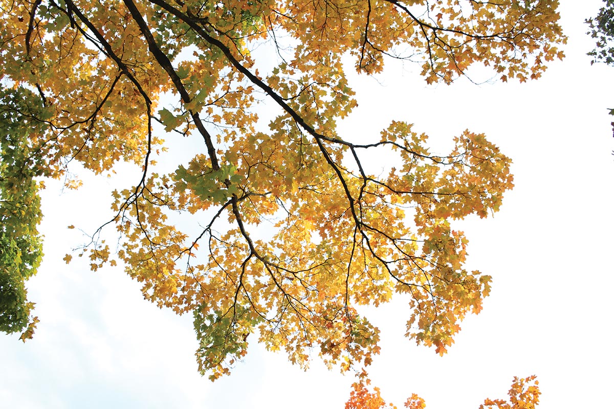 photo of maple tree with changing leaves