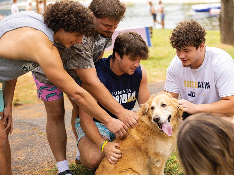 photo of golden retriever at mountain day