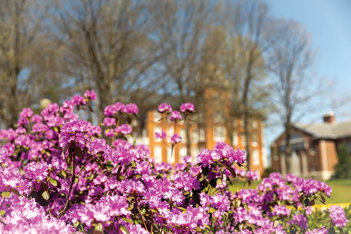 photo of spring flowers on campus