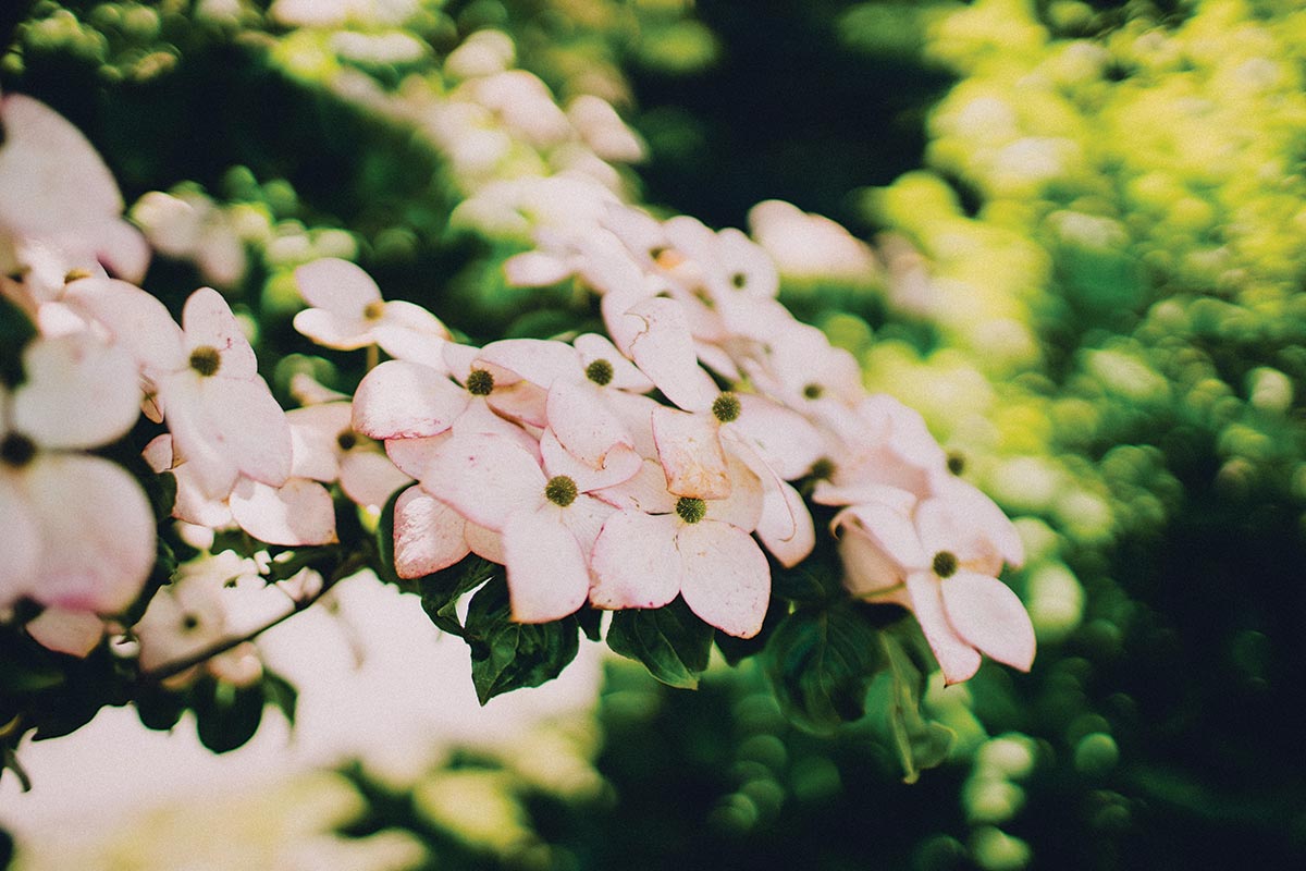 photo of tree blossoms